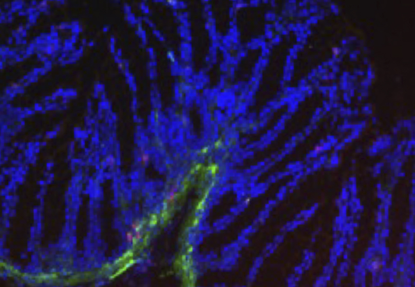 Cell responses at mucosal sites